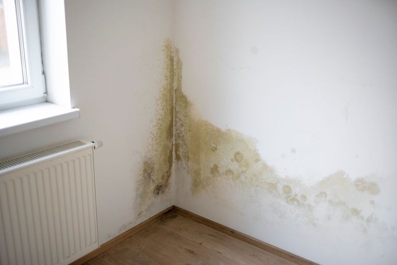 mold in a wall corner that requires training to remove