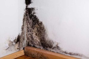 Mold Prevention