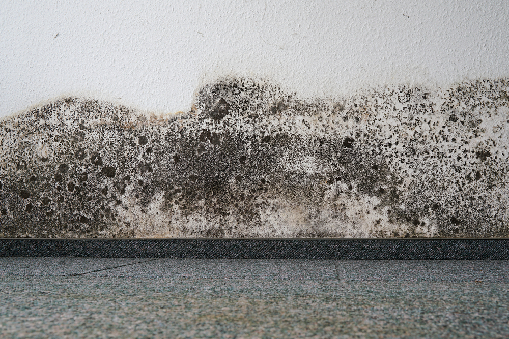 Can Your Water-Damaged Carpet Be Saved?