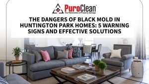 Black mold