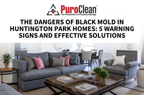 Black mold