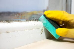 Best Company for Mold Remediation in Victor Heights, Why PuroClean of Victor Heights Stands Out