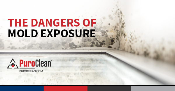 The Dangers of Mold Exposure