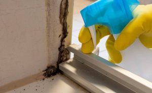 Preventing Mold Growth After Water Damage