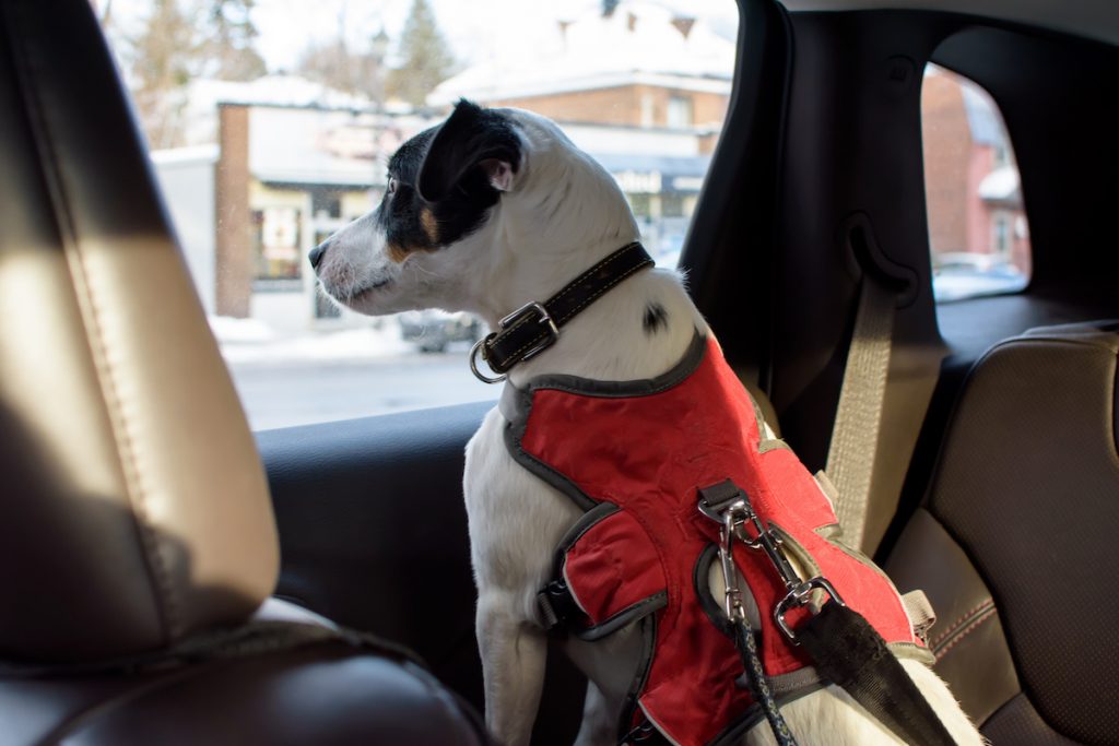 animal emergency preparedness - dog in car