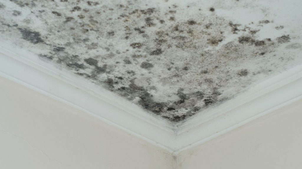 black mold on ceiling