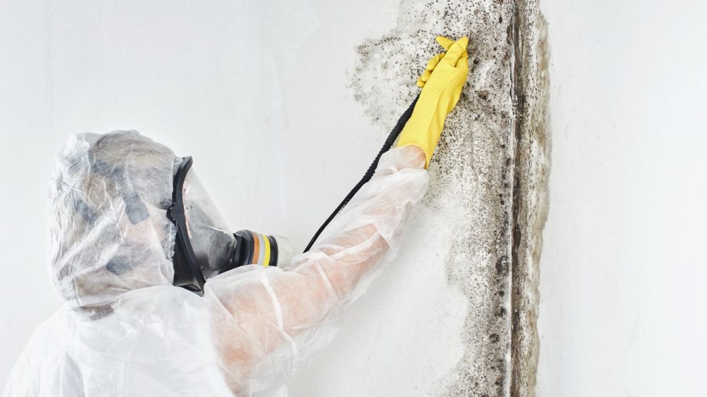 Professional mold cleanup