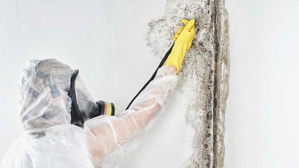 mold damage repair by a professional