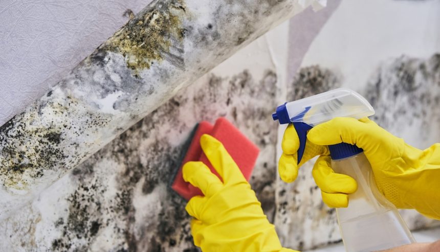 mold cleanup cost