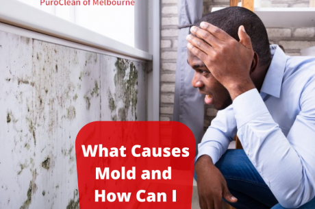 What Causes Mold and How Can I Stop It?