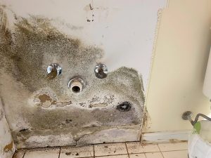 How Fast Does Mold Grow After a Water Leak in Melbourne, Florida Area?