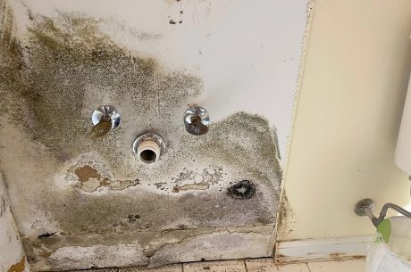 How Fast Does Mold Grow After a Water Leak in Melbourne, Florida Area?