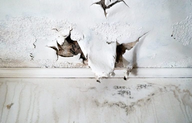 How Long Does It Take for Mold to Grow in a Florida Flooded Home?