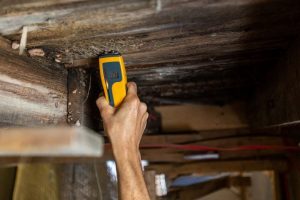 Mold on Wood: How to Remove Mold from Wood in 2025