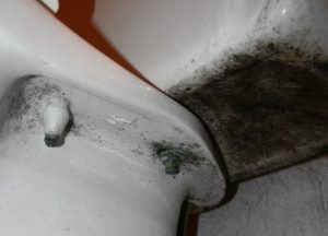 Mold in Toilet How to Remove Mold in Toilets at Home or Offices in 2025