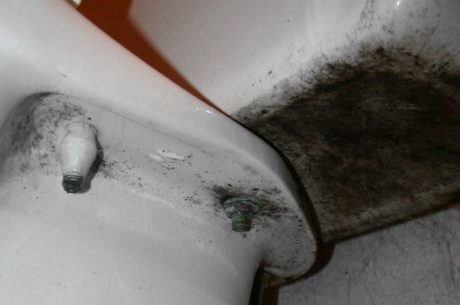 Mold in Toilet How to Remove Mold in Toilets at Home or Offices in 2025