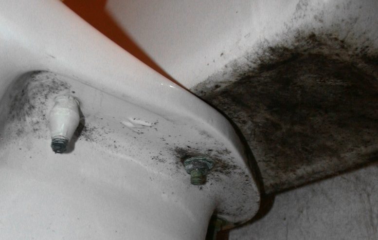 Mold in Toilet How to Remove Mold in Toilets at Home or Offices in 2025