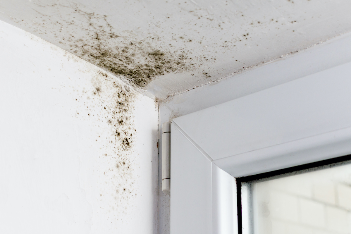 signs of mold