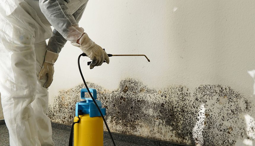 Understanding Mold Removal Cost: Factors and Considerations