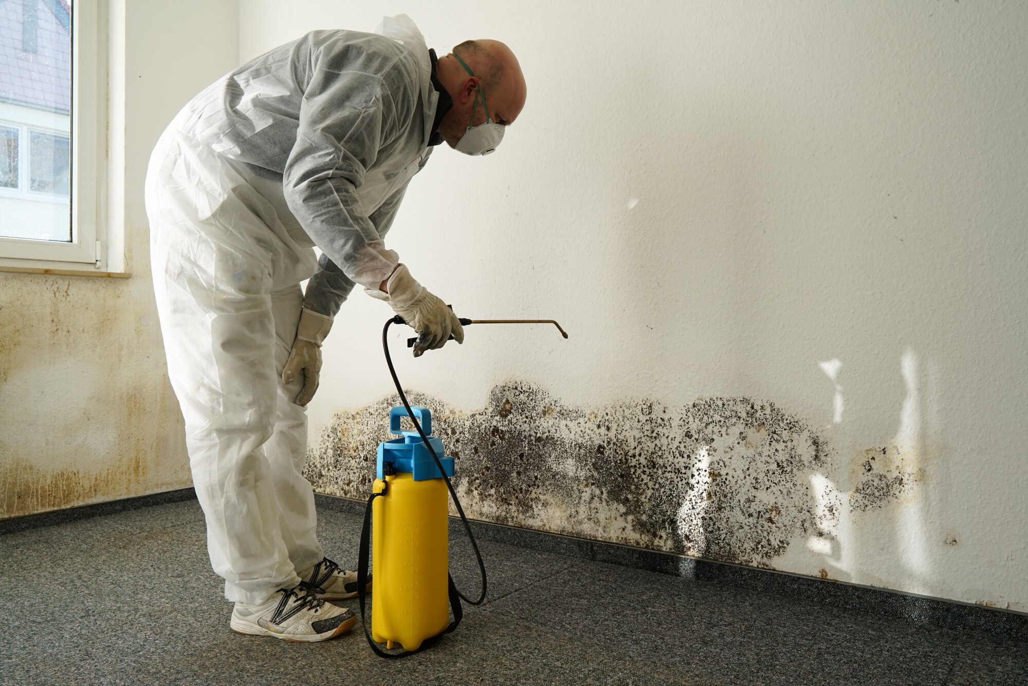 mold removal in Miami, Coral Gables