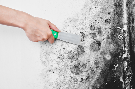 mold removal services