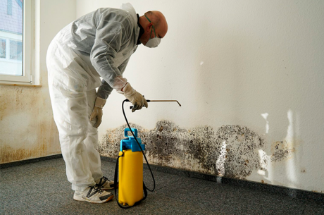 mold removal services