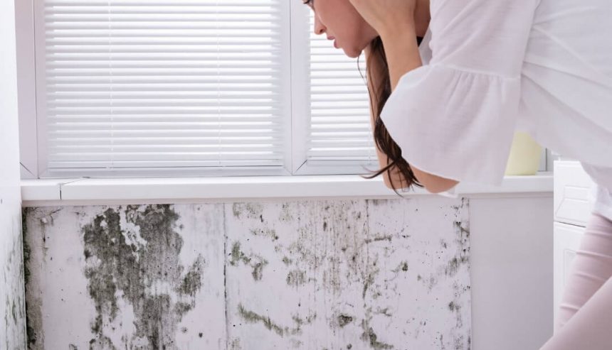 Mold Remediation Secrets What Professionals Wish You Knew