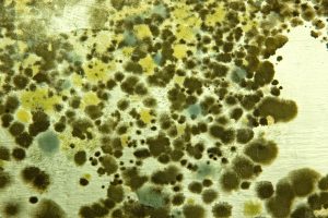 indoor mold