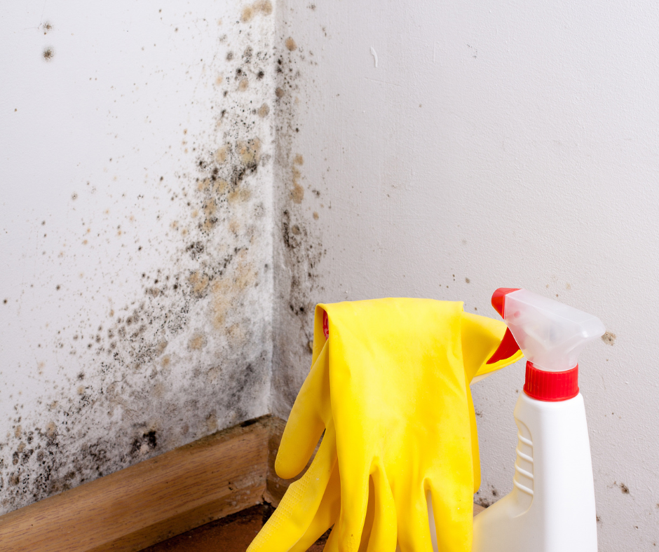 what-to-do-if-you-spot-mold-in-your-house-puroclean-of-montgomery