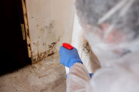 Mold removal in Fair Lawn