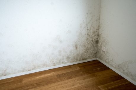 Mold and mildew growth on walls