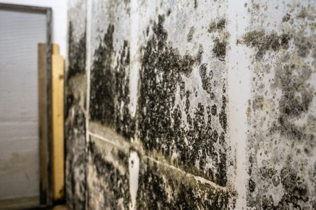 Mold growing on a wall