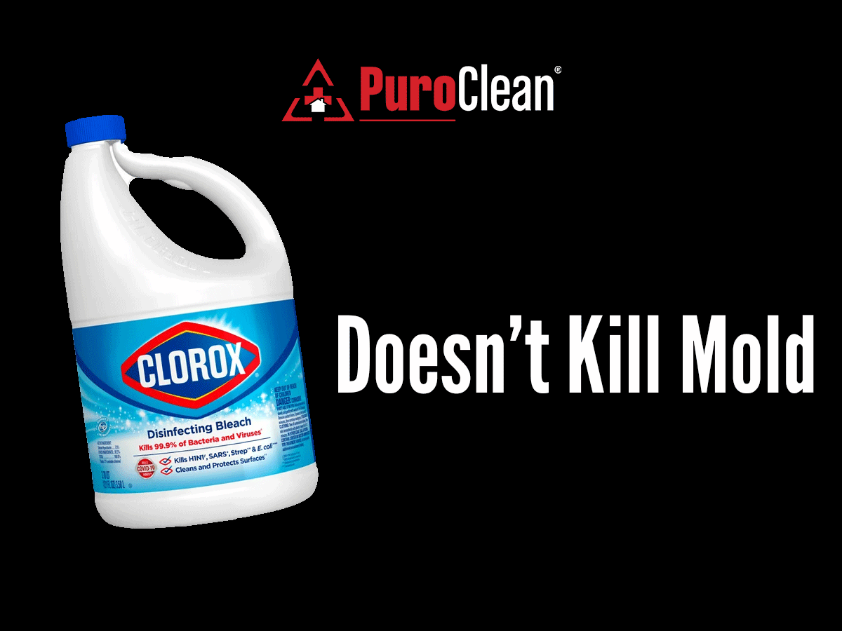 5-reasons-you-shouldn-t-use-bleach-on-mold-puroclean-of-new-port-richey