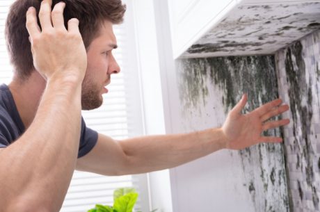 The Dos and Don'ts of Black Mold