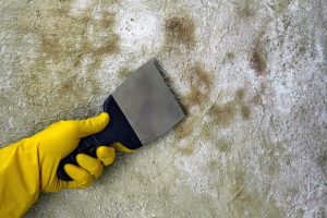 mold removal in Illinois