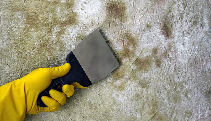 mold removal in Illinois