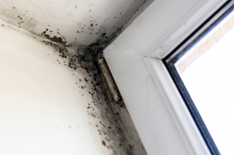 The Importance of Professional Mold Remediation