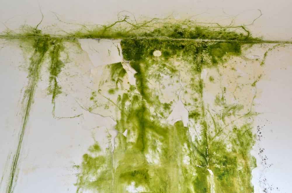 What Is Green Mold and Is It Dangerous?