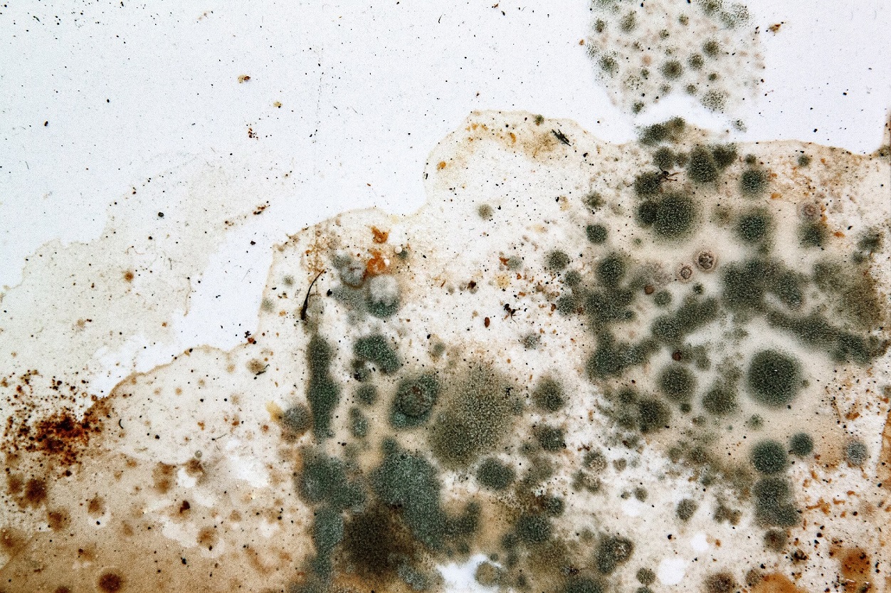 mold on wall