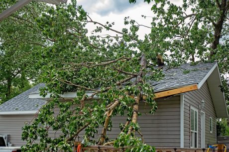 Fallen tree on the roof of a house.