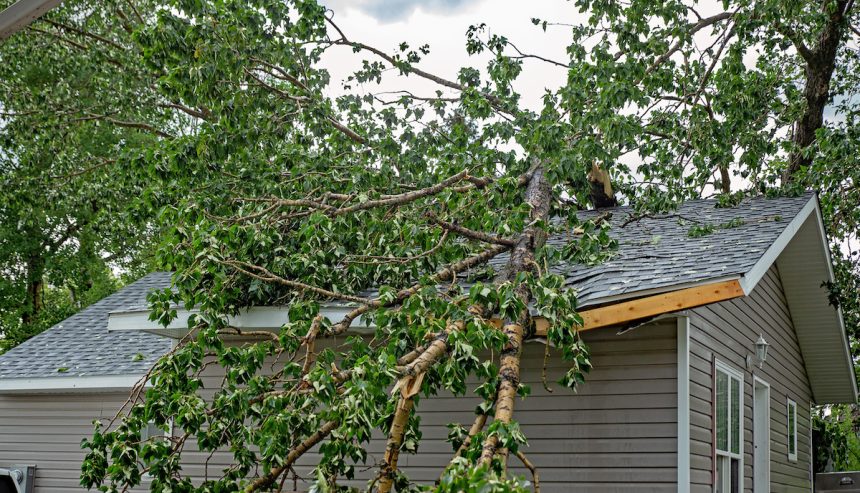 Fallen tree on the roof of a house.