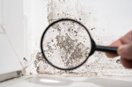 Mold being inspected with a magnifying glass.