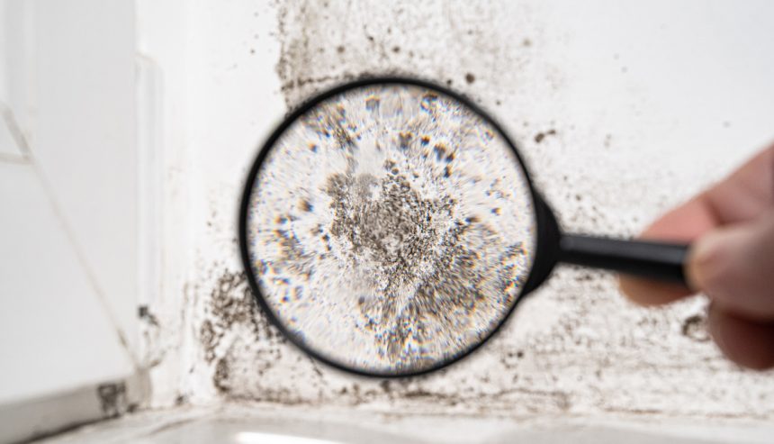 Mold being inspected with a magnifying glass.