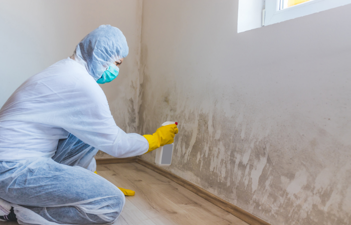 Techniques for Mold Damage Restoration