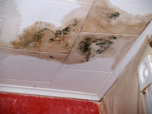 Mold Exposure