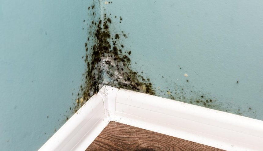 mold in florida