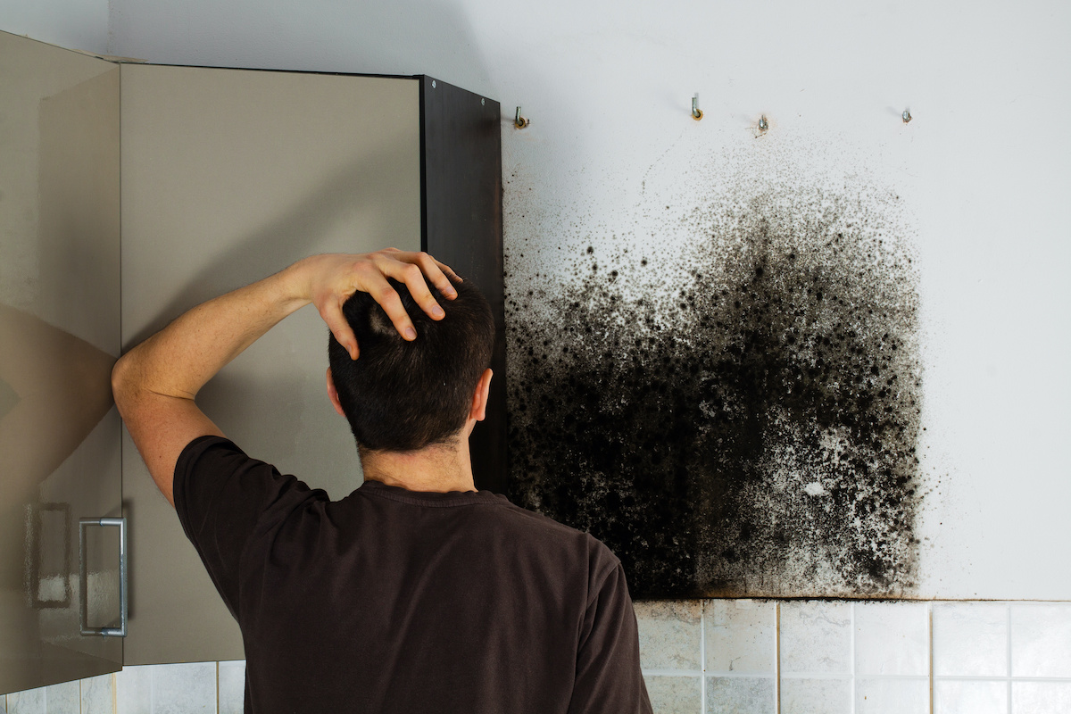 Mold Remediation and Removal Costs