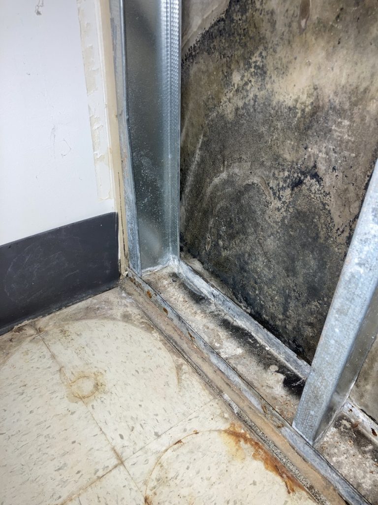 mold removal in North Wales PA