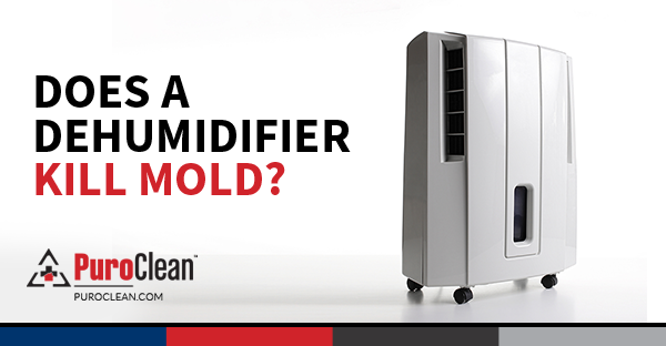 Does a Dehumidifier Kill Mold?