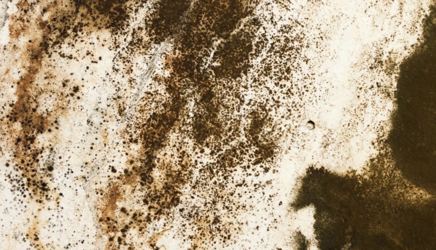 Hidden Costs of Mold Damage- How Early Detection Saves Money